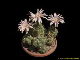 Gymnocalycium horstii v. bueneckeri 359